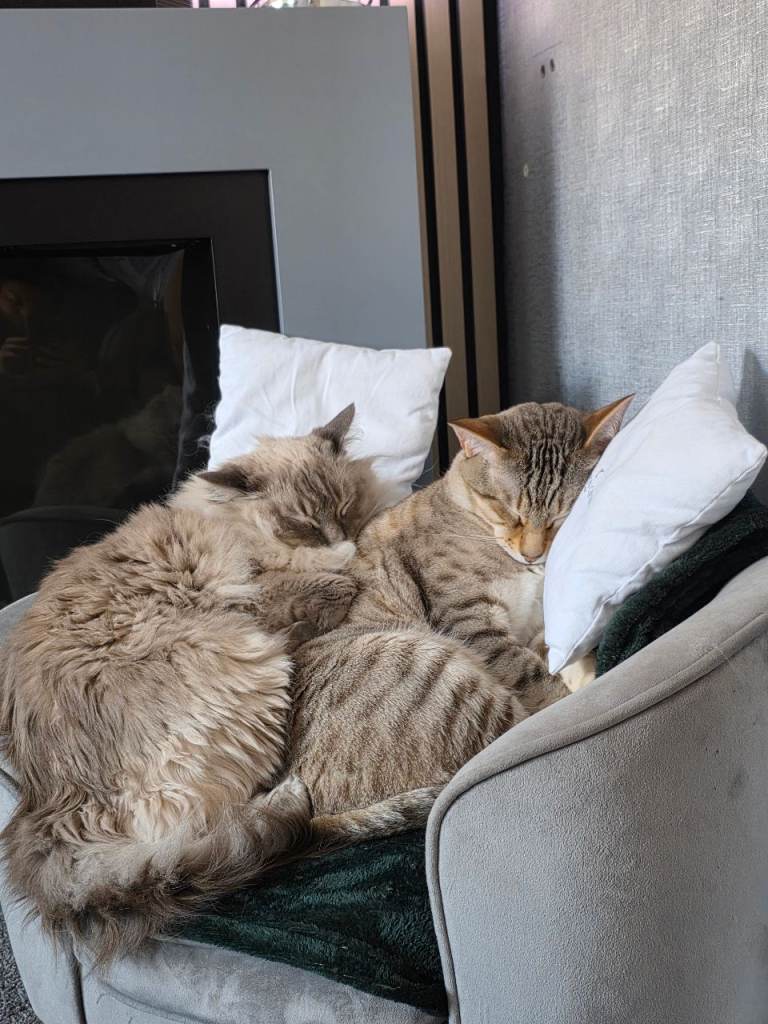 Male bengal & male ragdoll
