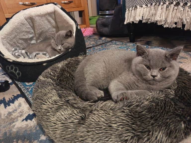 British Shorthair Kittens – Only 2 Females Available