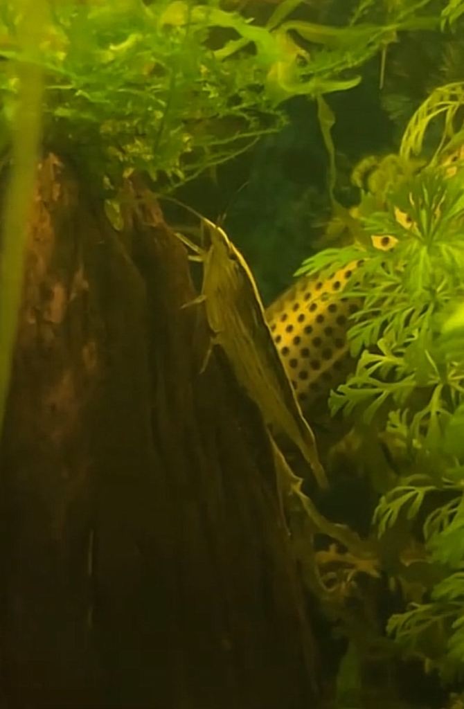 3x bamboo/wood shrimp 