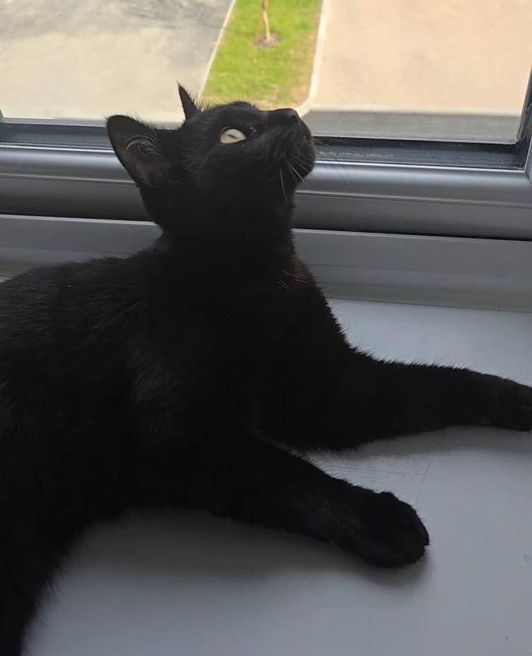 Cats looking for forever home. £35