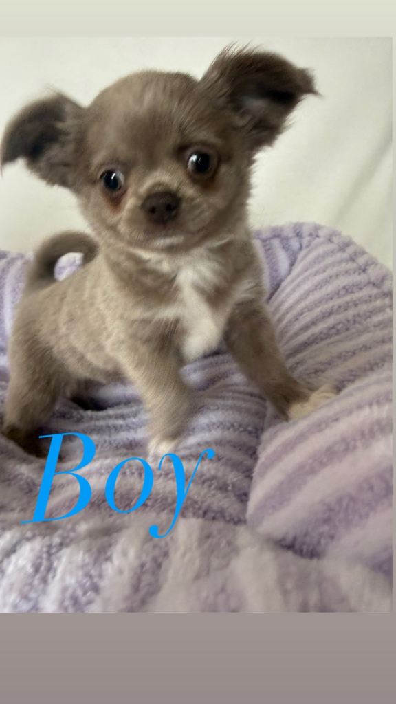 Longhair chihuahua puppies applehead