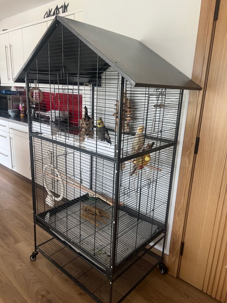 Cocktail birds