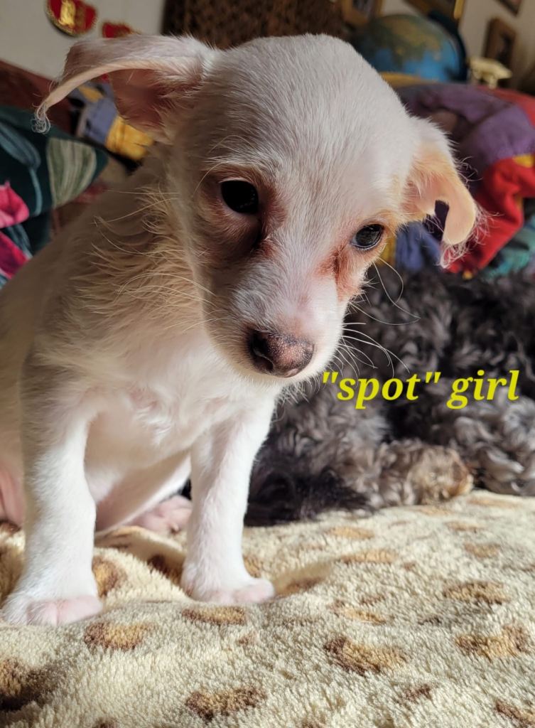 Gorgeous Jack Russell Pups 