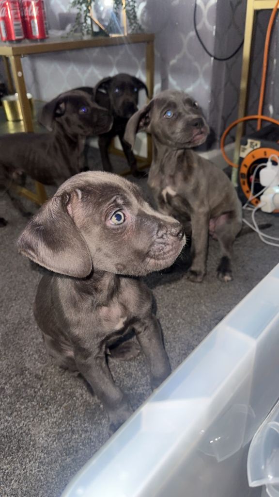 image for Cane corso puppies