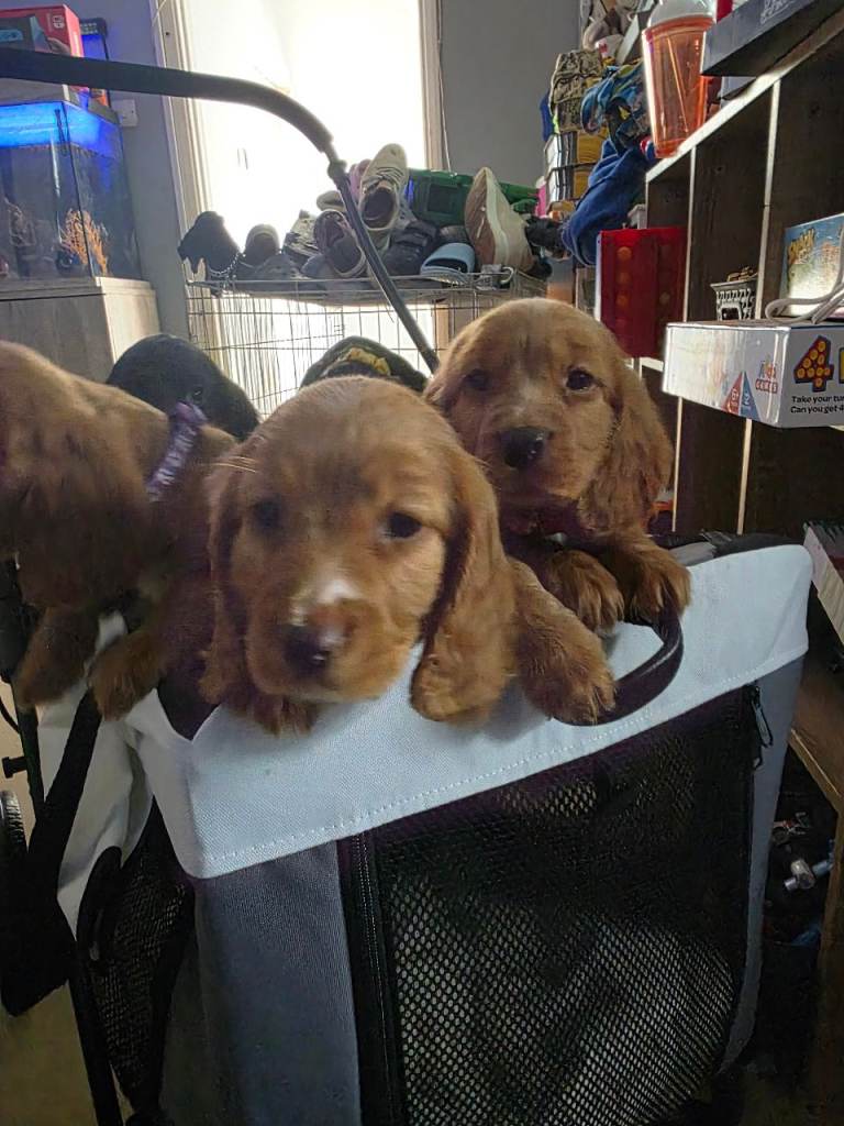 Last 5 beautiful Cocker Spaniels 