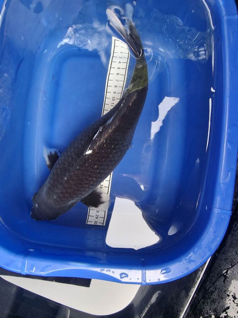 Koi for sale high quality 