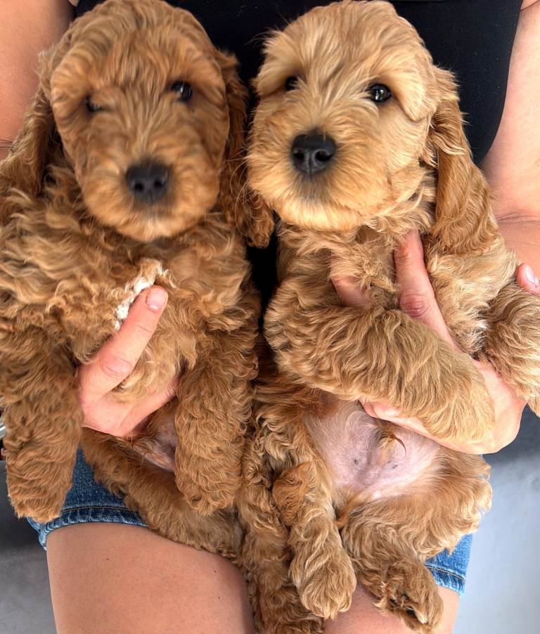Stunning Cockapoo pups looking for their forever homes