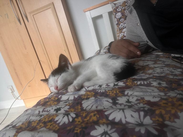 Kittens