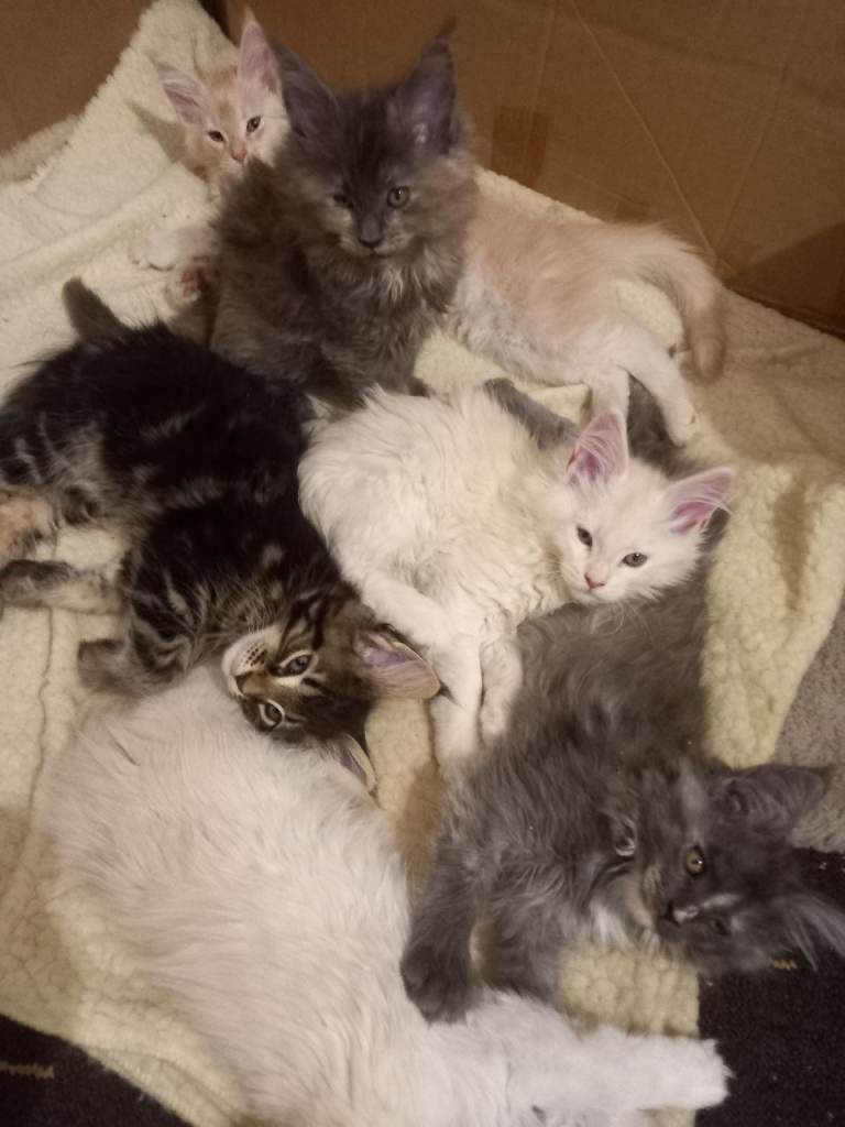 Stunning Maine Coon Kittens (4 Girls, 2 Boys) – Vet Checked & Ready Now