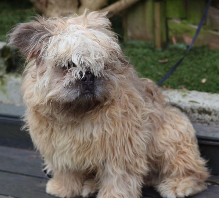 Floodle Frenchie 