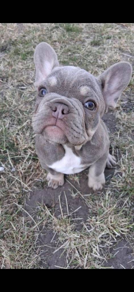 French bulldog