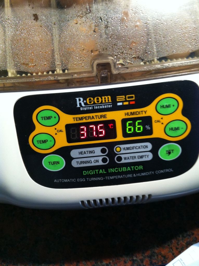 R-com 20 digital incubator
