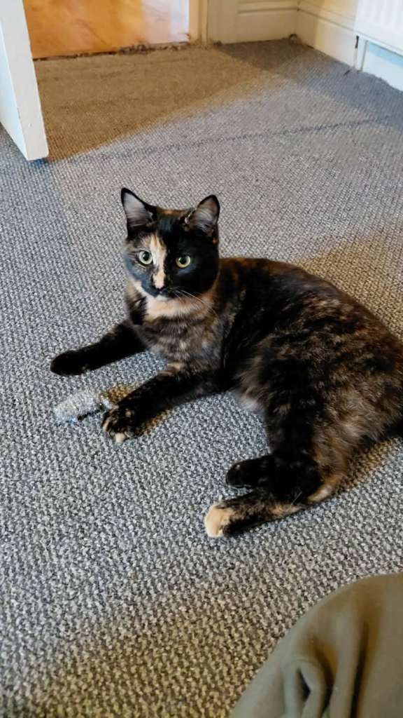 9 month old female kitten 