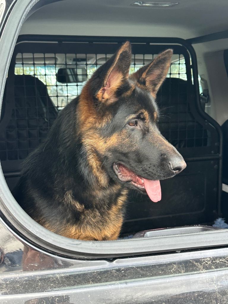 Male KC Registered German Shepherd 