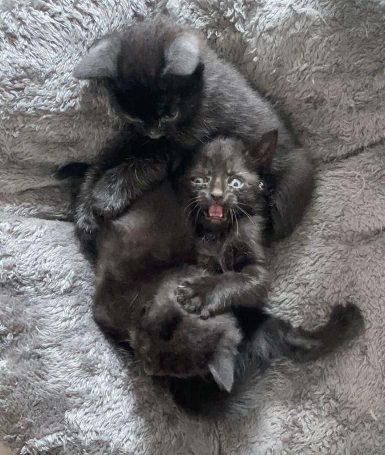 Three Purr-Machines Seeking Forever Homes!