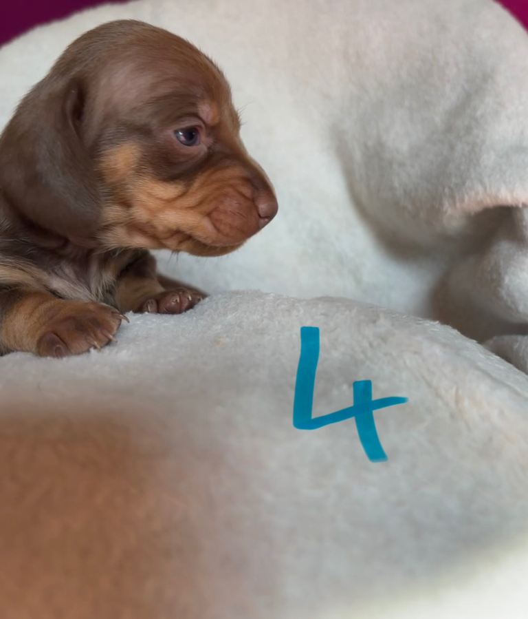 Dachund puppy’s 