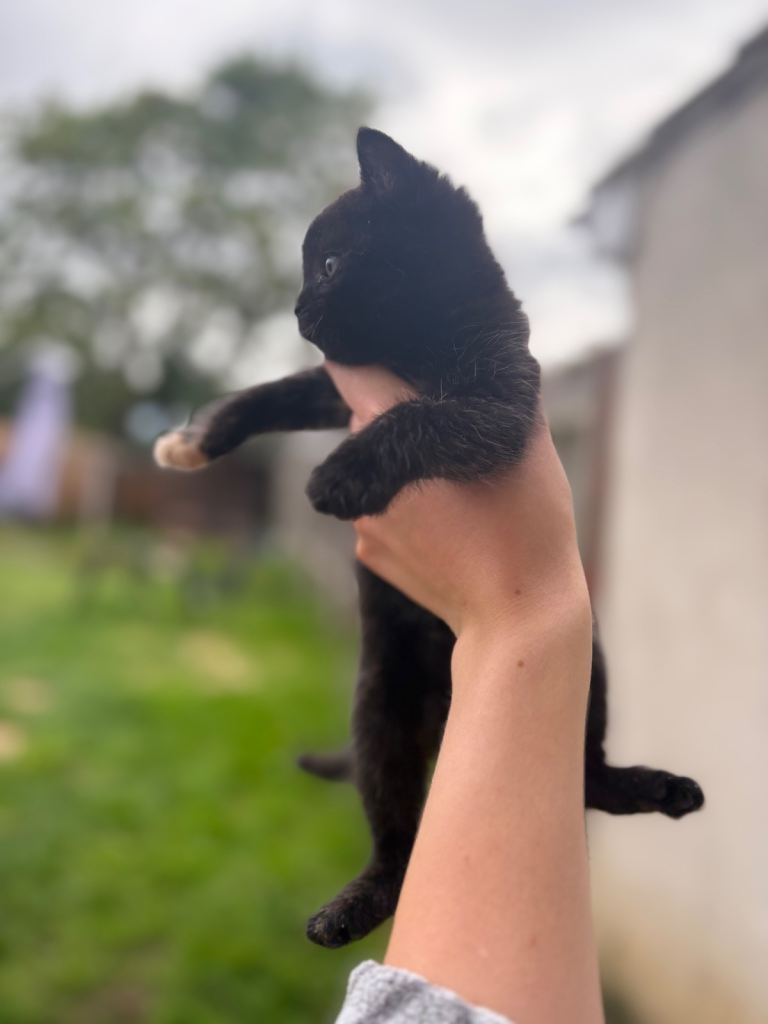 GORGEOUS KITTENS AVAILABLE 