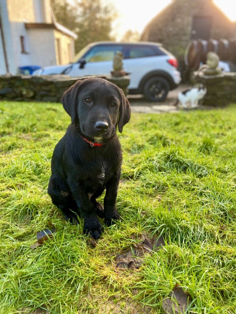 Labrador pup