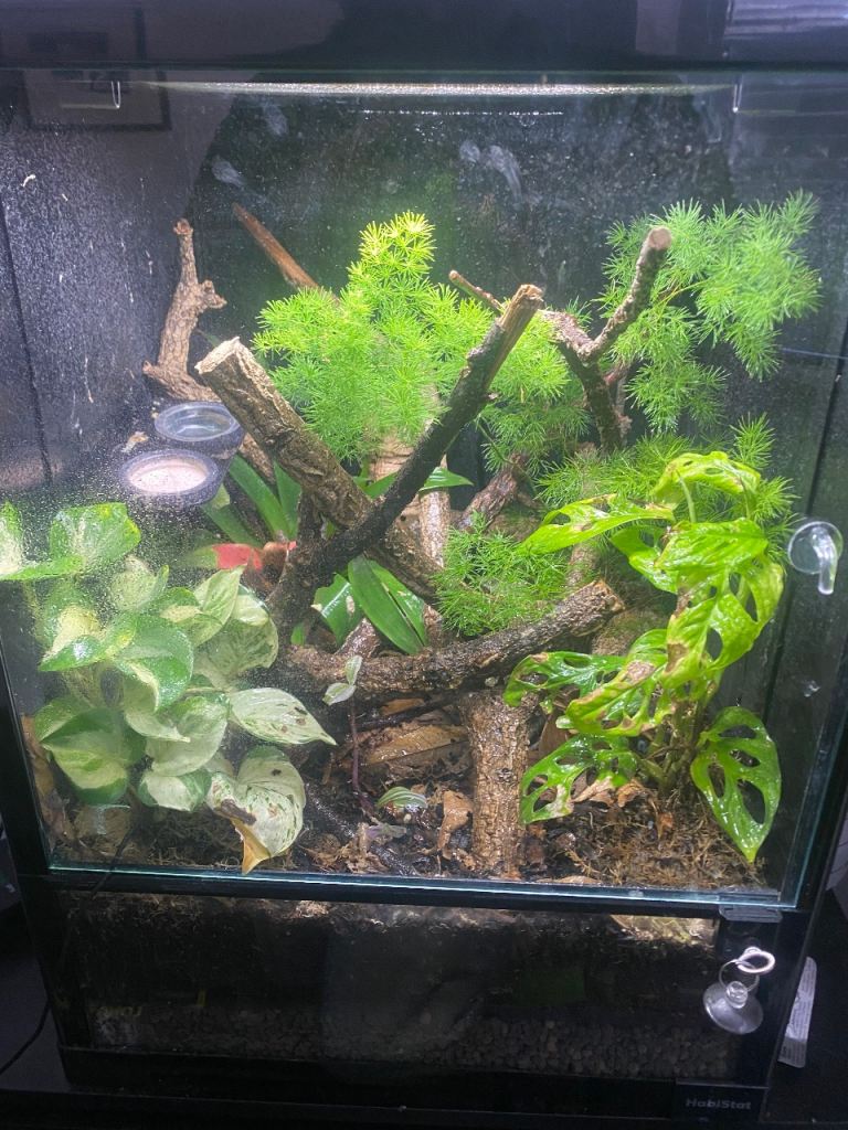 Crested gecko - 7 month old 