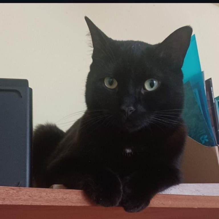 Short-Haired Black Cat for Sale