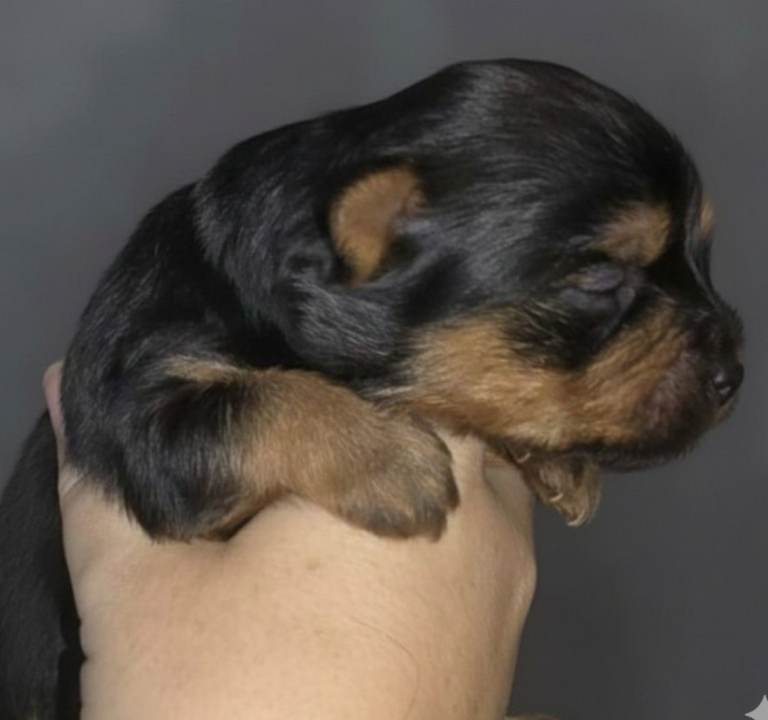 🐶 Tiny Gorgeous Yorkshire Terrier Puppies located in northern-ireland 