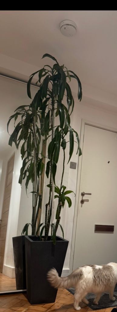 Tall plant 