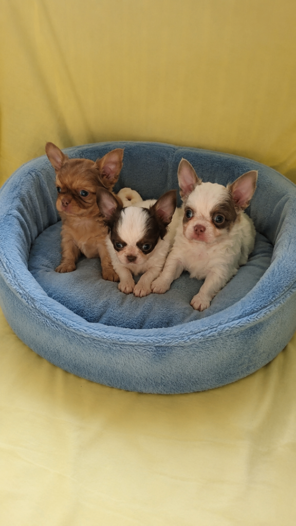 Long haired apple head chihuahua puppies 
