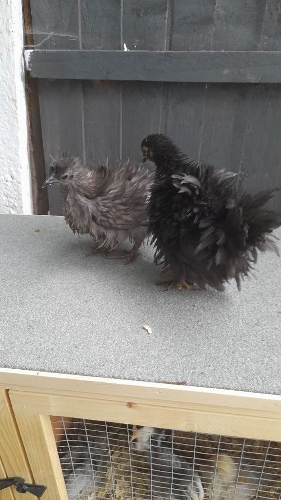Chickens for sale 