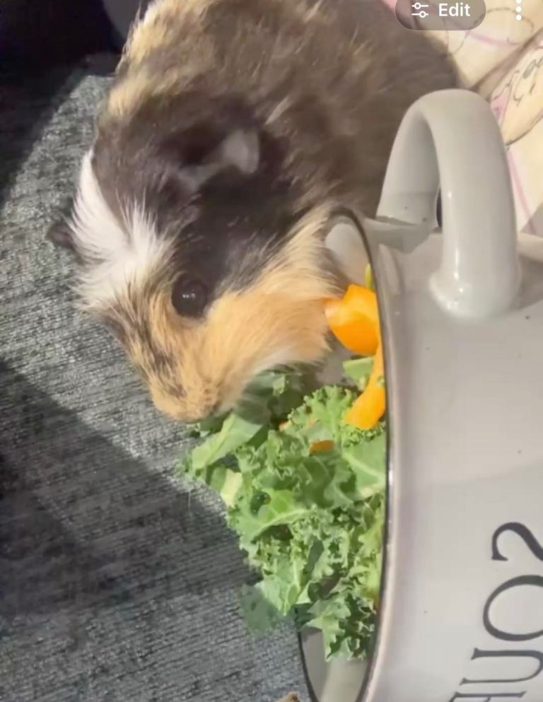 2 male guinea pigs for sale 