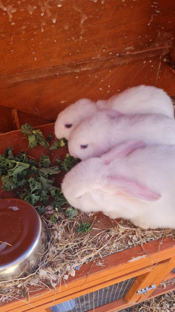 Beautiful Mini Lop white rabbits 