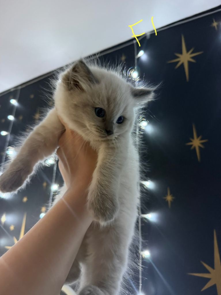 Adorable female ragdoll kittens 