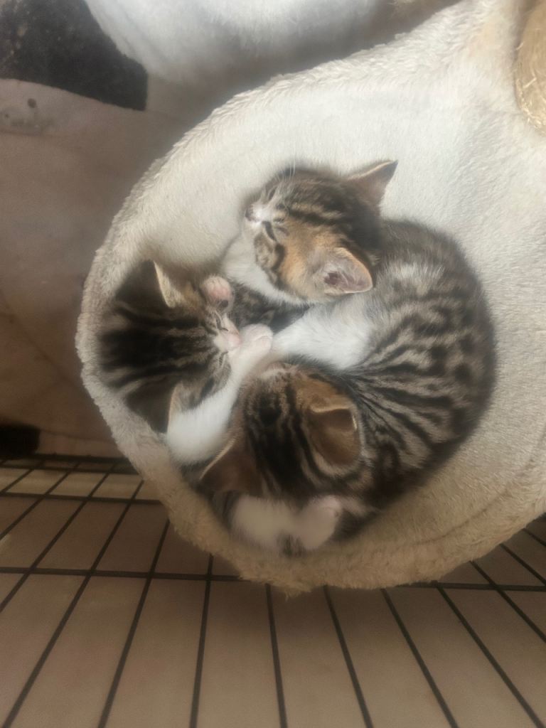 Kittens 