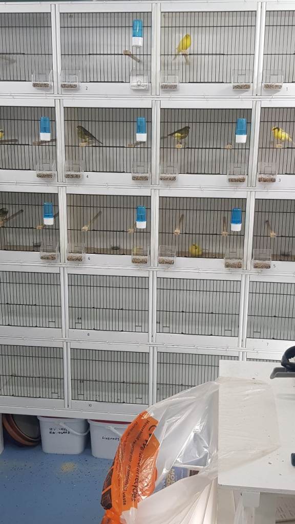 Canaries & finches multiple pvc Plastic breeding boxes 
