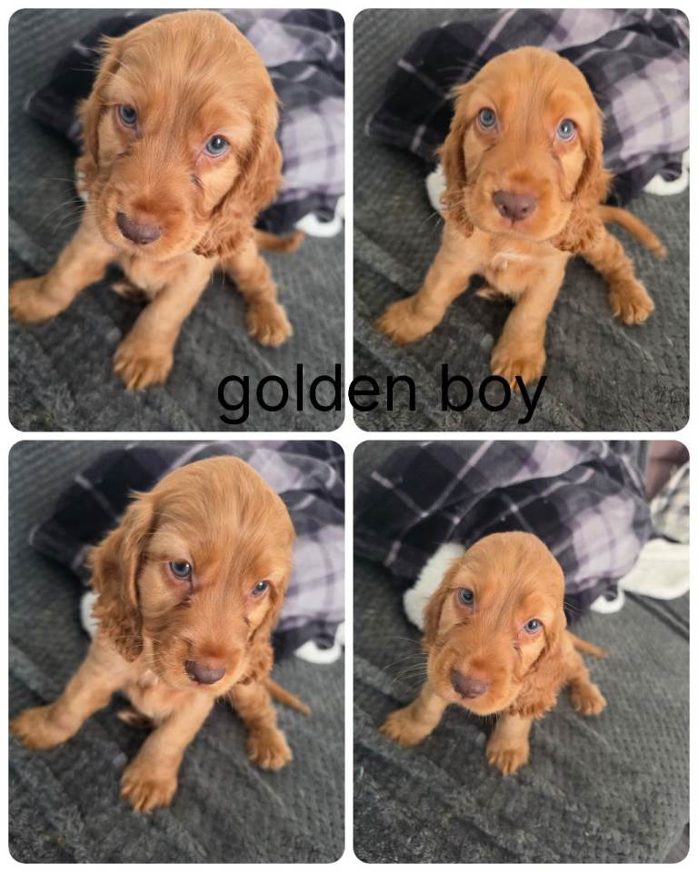 Cocker spaniel puppys 3 boys available 