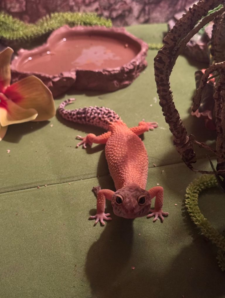 leopard ghecko 