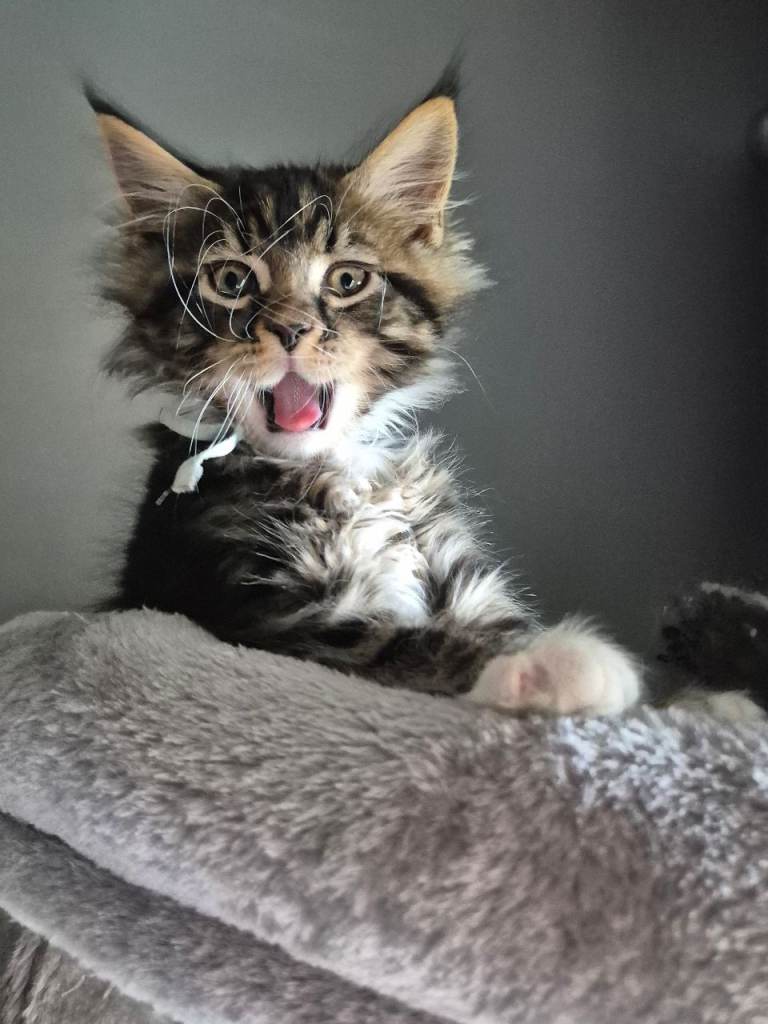 Maine coons kittens 