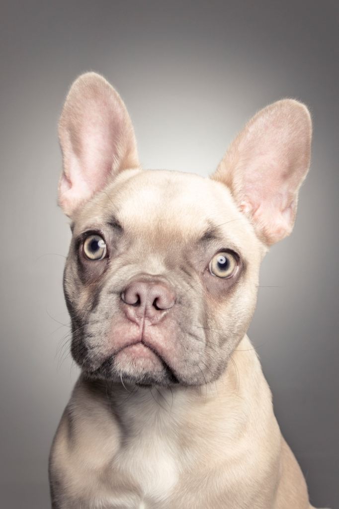 French BullDog - URGENT RE HOME