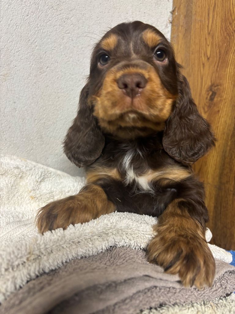 Cocker Spaniel puppies