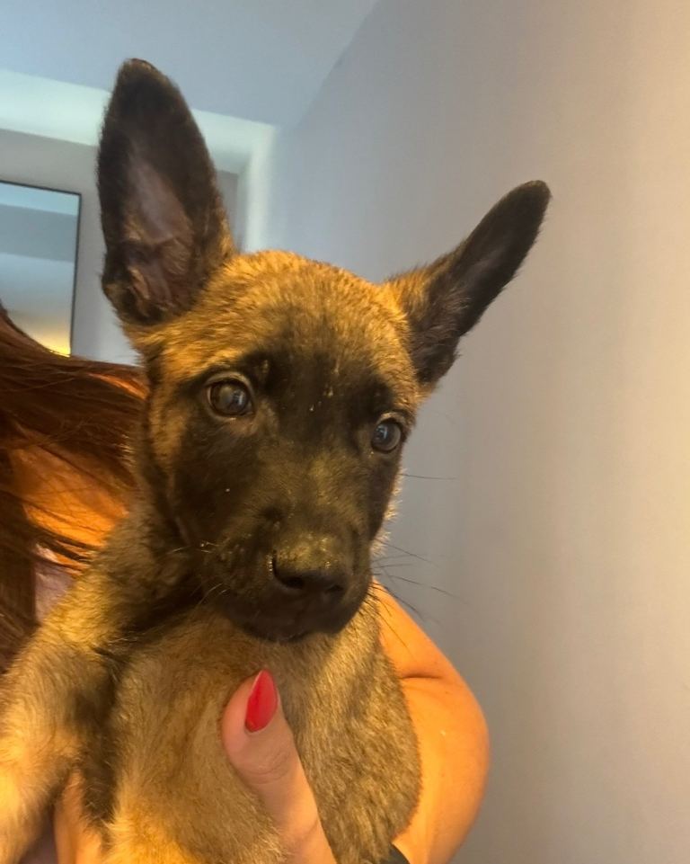 Dutch Herder Puppies