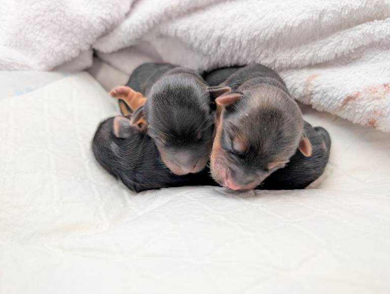 Yorkshire terrier puppy's 