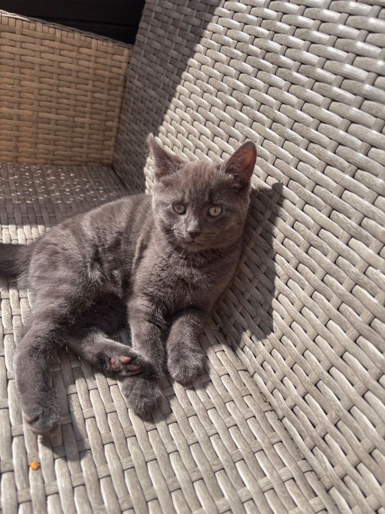 Beautiful Grey Kitten 