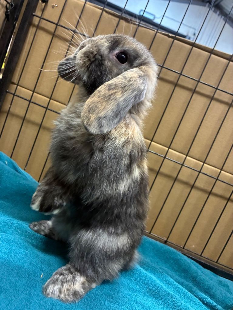 Mini Lop Bunnies