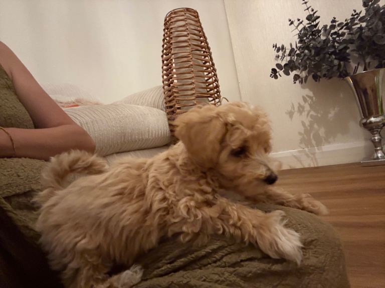 Loving girl puppy 