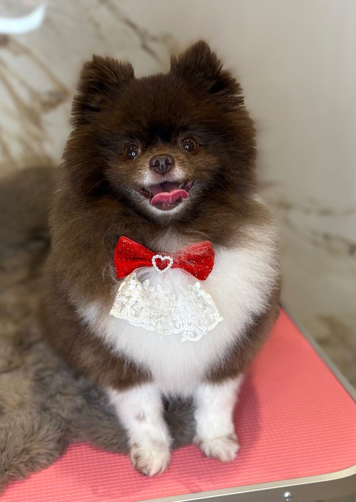 Female Pomeranian for rehoming