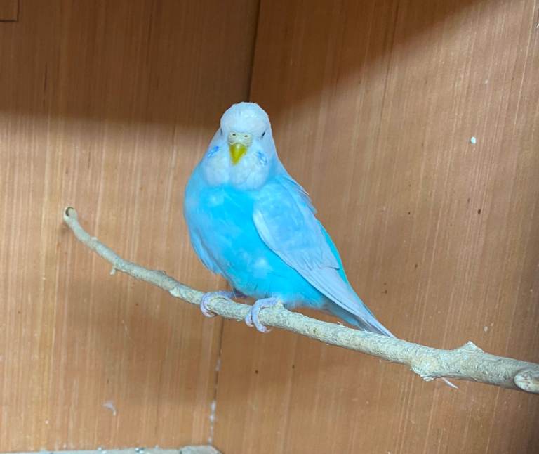 Quality Baby Budgies for sale 