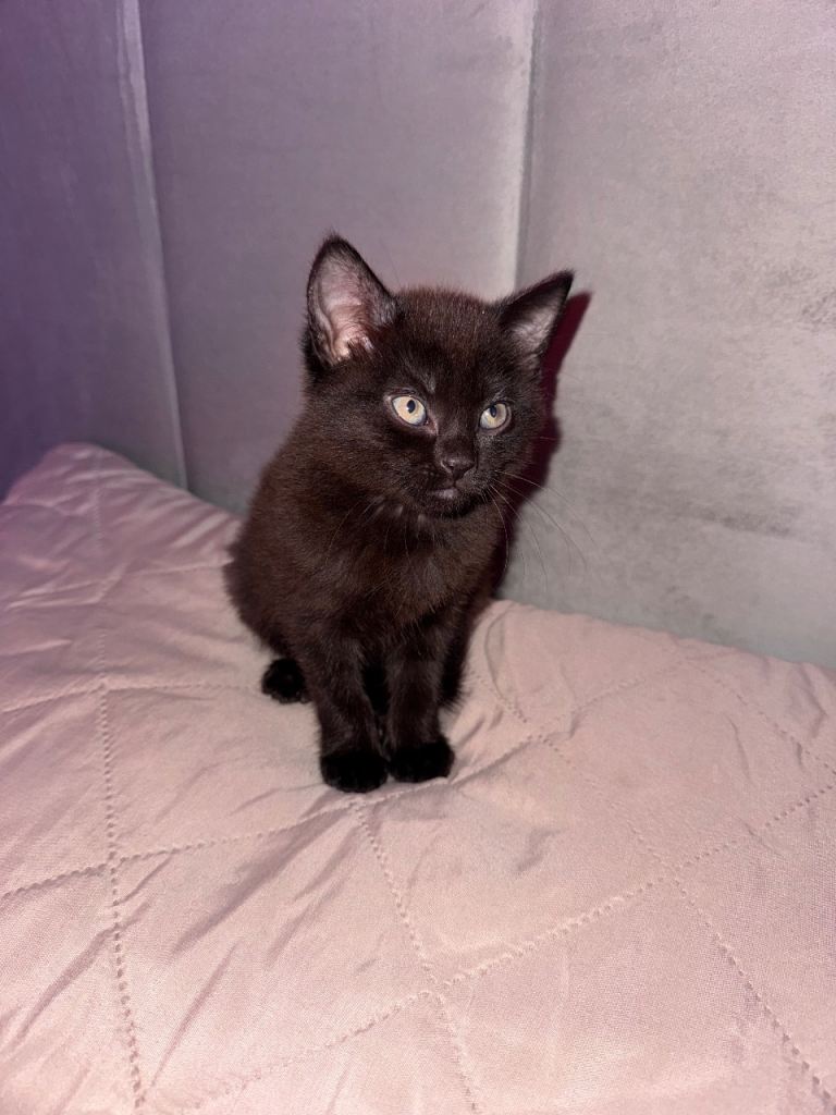 Black kitten