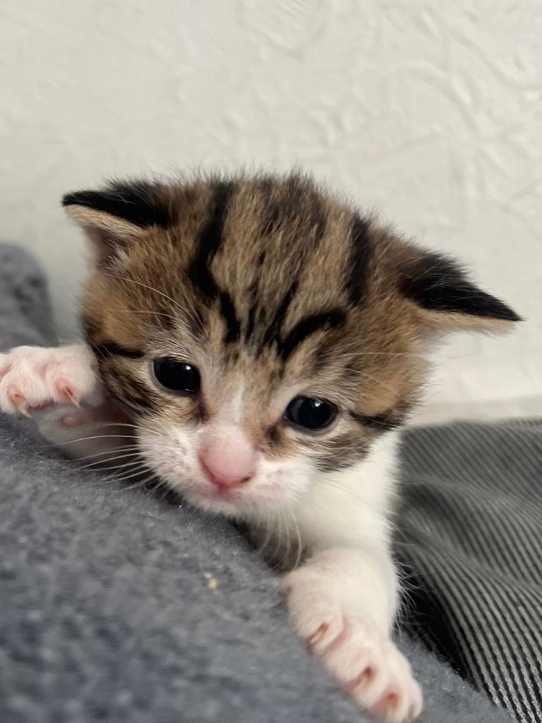 Kittens