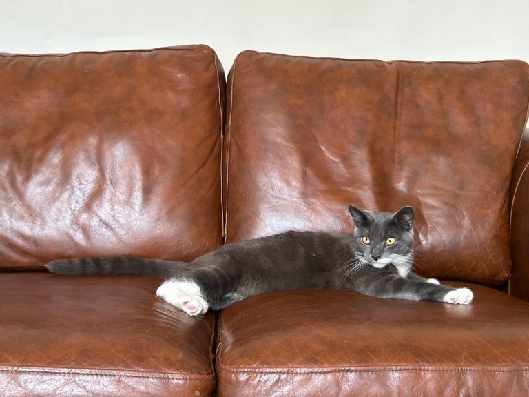 Adorable, cuddly boy *CHIPPED, NEUTERED, VACCINATED**