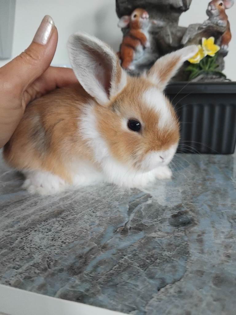 Baby lops