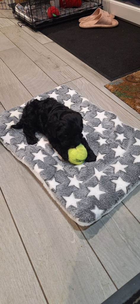 F1B COCKAPOO FOR SALE